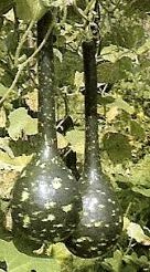 Amphora