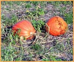 Atlantic Giant Orange Strain - basiseenheid Atlantic Giant Orange Str