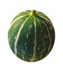 Cuc foetidissima Buffalo Gourd-Andreana Cuc foetidissima Buffalo