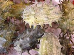Cucumis Kiwano metuliferus