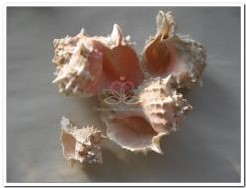 Pink Murex schelpen 500 gram