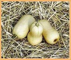 Avelon Premium