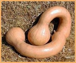 Neck Pumpkin 
