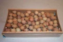 Eucalyptus bells op draad doos Bell Gums naturel Euc bells op draad