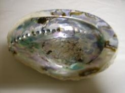 Abalone groot formaat +/- 11cm. per stuk