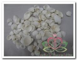 White Cay Cay 200 gr kleine witte schelpjes