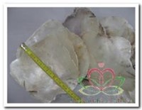 Placuna Placenta naturel 1 kilo-2
