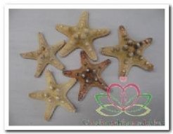 Zeester Philippine 5-7 cm. 25 stuks