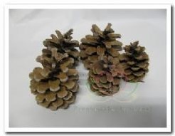 Denneappels Oostenrijkers doos 4 kilo OP=OP Blue Pine