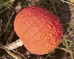 Rote Warze / Red Warthy thing