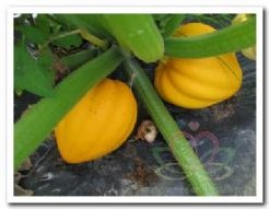Table gold Acorn Squash
