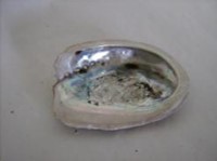 Abalone Hal. Midae per kilo Abalone Hal. Midae per ki-2
