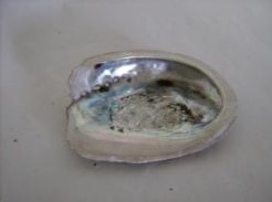 Abalone Hal. Midae per kilo Abalone Hal. Midae per ki-2
