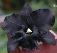 Zwarte Orchidee zijde / bloem Zwarte Orchidee zijde