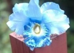 Lichtblauwe Orchidee zijdebloem kunstbloem Lichtblauwe Orchidee zijd
