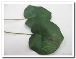 Blad zijde Lotus/Galaxblad +/- 10 cm./stuk Blad zijde Lotu