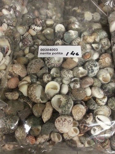 Nerita Polita 300 gram Nerita Communis