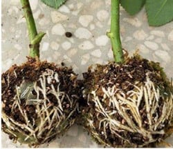 Ent, stek en bewortelbol per 5 stuks vermeerderingsbollen S 5 cm voor houtige gewassen