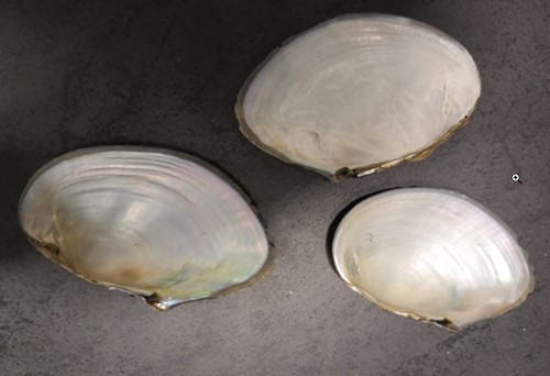 Mossel Zoetwater 1 kilo Mossel Oester om te beschilderen