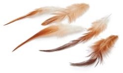 Hanenveren Rooster feathers 10-15cm 50pcs Hanenveren  