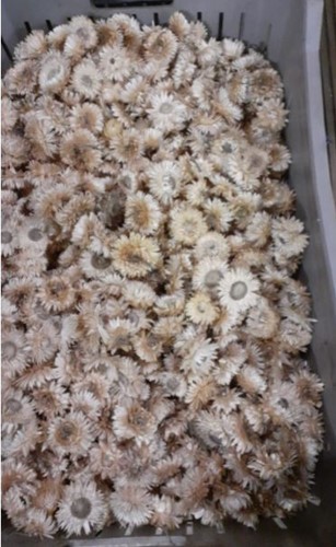Bulk Helichrysum heads Wit -/+ 1580 stuks Eenmalig Strobloemhoofdjes