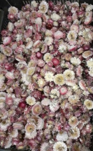 BULK Helichrysum heads Rose -/+ 690 stuks Eenmalig Strobloemhoofdjes
