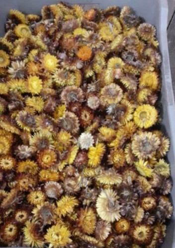 Bulk Helichrysum heads Oranje /+ 1740 stuks eenmalig Strobloemhoofdjes