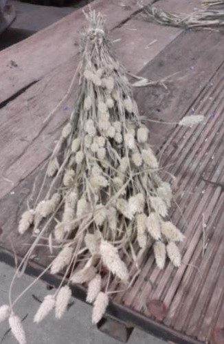 Phalaris naturel B, soms ietsje kwetsbaar droogbloemen