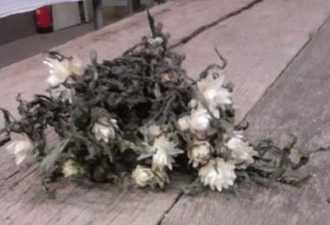 Helichrysum Wit natural bundel. droogbloemen