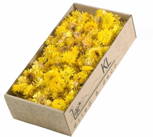 Helichrysum heads 100gr SB Geel Strobloemhoofdjes