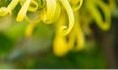Ylang Ylang parfum - geurolie voor Melts en Kaarsen en Zeep 20ml geurolie