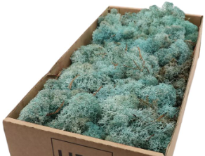 Rendiermos Ijslandsmos Iceblue IJSBlauw +/- 500 gram Rendiermos Ijslandsmos +/