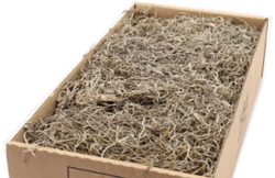 Actie Tillandsia naturel  Forestmos Junglemos 200- 350 Tillandsia