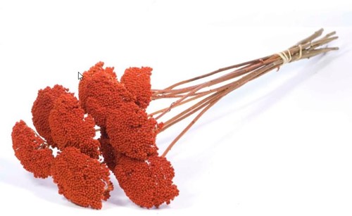 Achillea parker Burnt Oranje droogbloemen
