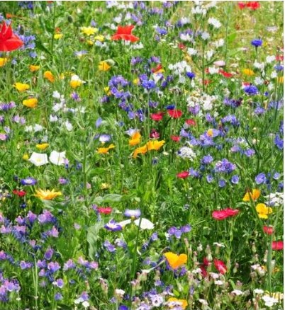 Plukbloemen mengsel Meerjarig Butterfly & Bumble Bee  35 soorten / 100 gram
