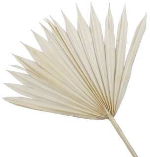 Palmblad Sun cut gebleekt 5st Palm blad