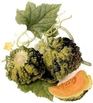 ECHTE CANTALOUPMELOEN 'Prescott fond Blanc een curiositeit