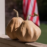 Ivory Belle F1 Butternut Flespompoen beperkt leverbaar