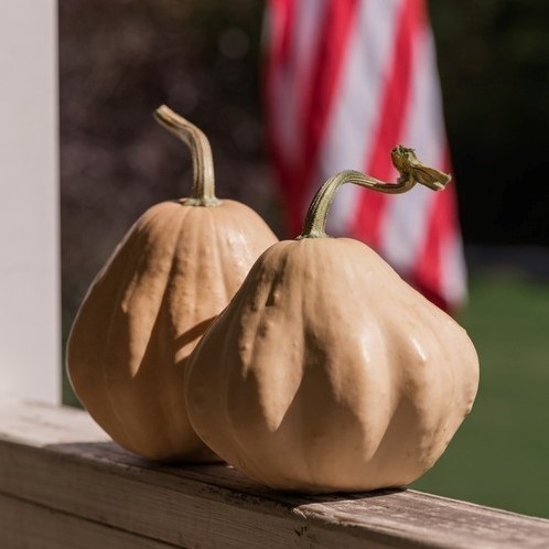 Ivory Belle F1 Butternut Flespompoen beperkt leverbaar