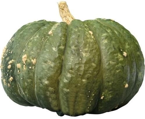 Potiron d' Argentine Argentijnse pompoen