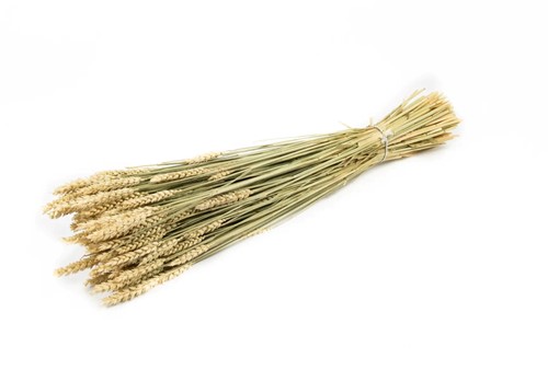 Tarwe bundel naturel gedroogde tarwehalmen Tarwe Naturel