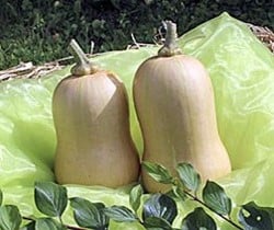 Butternut: Flespompoen
