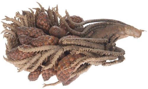 Tika twig with pods stronk met dennenappels Tika twig with pods