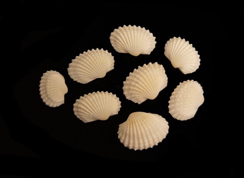 White Chippy schelpen 1 kilo