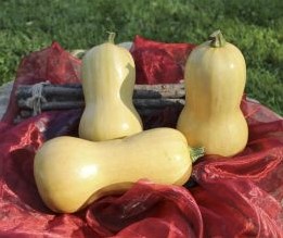 Butternut Granite F1 Butternut flespompoen