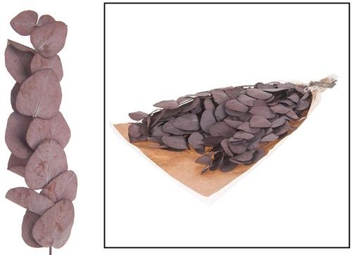 Gepreserveerd Eucalyptus spiral 50gram. RED Preserved Eucalyptusblad