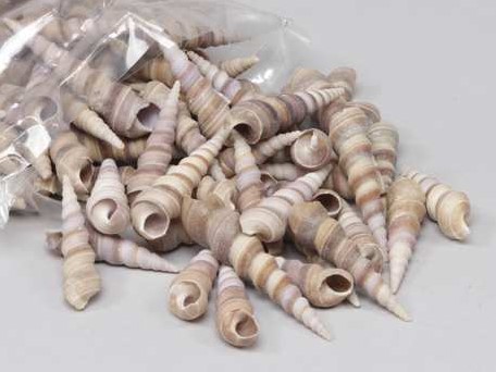 Kerala Screw schelpen 1 kilo