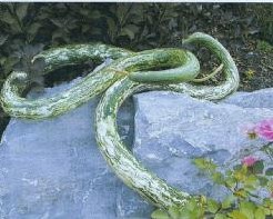 Speckled Snake 