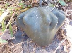 Youg fingerfruit Groen 