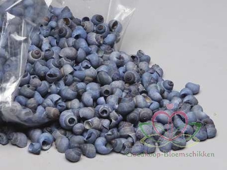 Umachi 1 kilo schelpen Blauwe wassing Blue washed Blauw-Grij Hoorntjes schelp